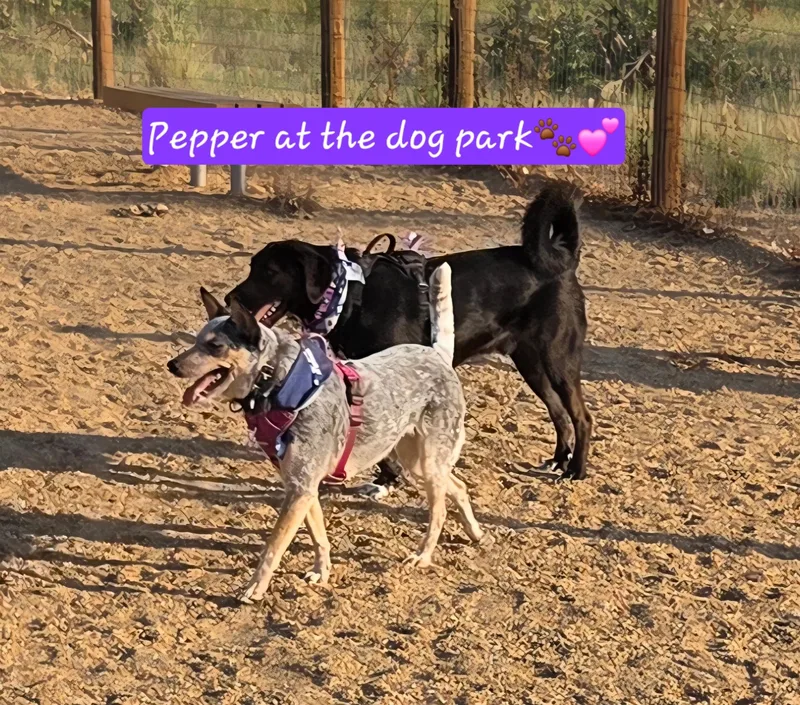 Pepper thumbnail 2