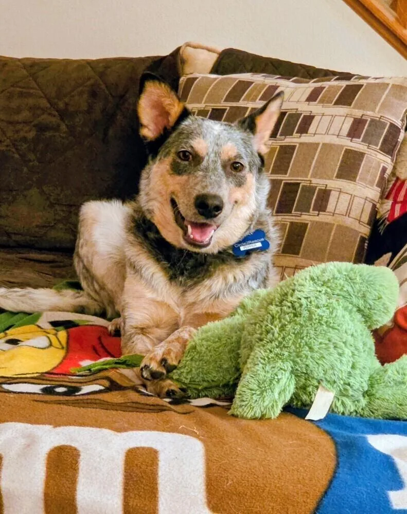 Pepper thumbnail 3