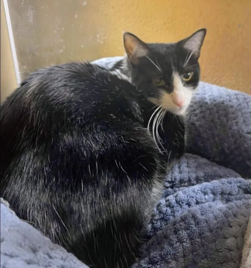 Freddie Meowcury thumbnail 3
