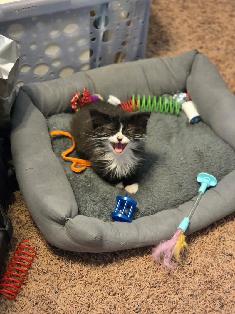 A young medium-sized male Black & White / Tuxedo Tuxedo cat named Cookies & Cream for adoption in Lubbock, TX