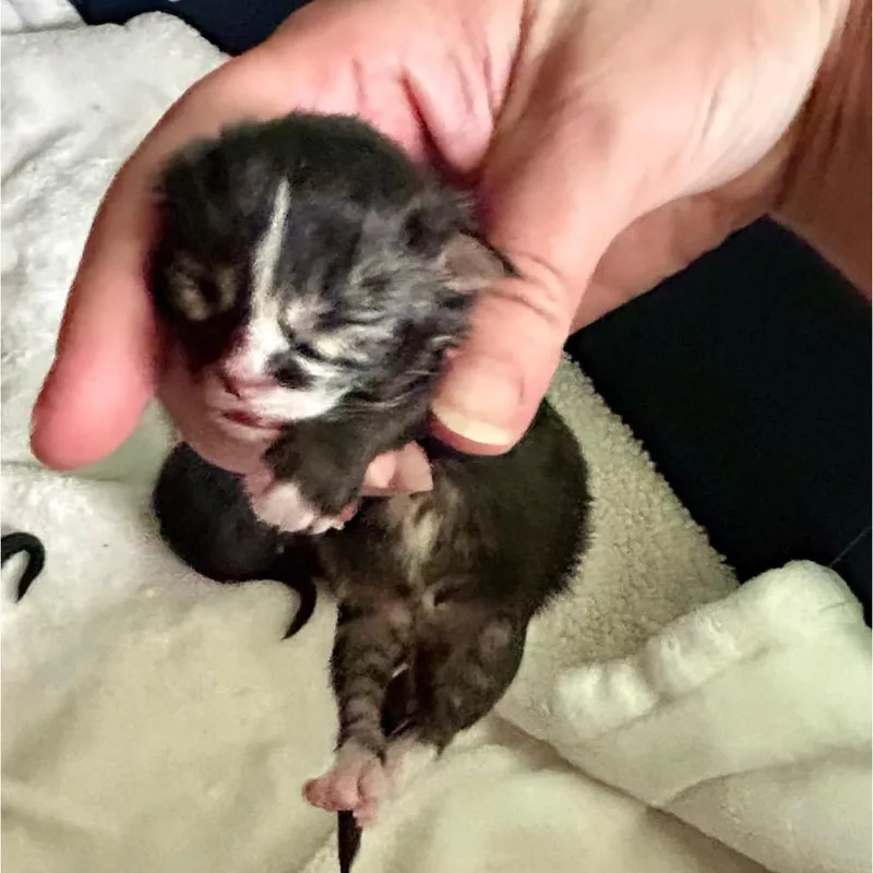 A baby small-sized male Black Domestic Medium Hair cat named Shera River Yellow for adoption in Othello, WA
