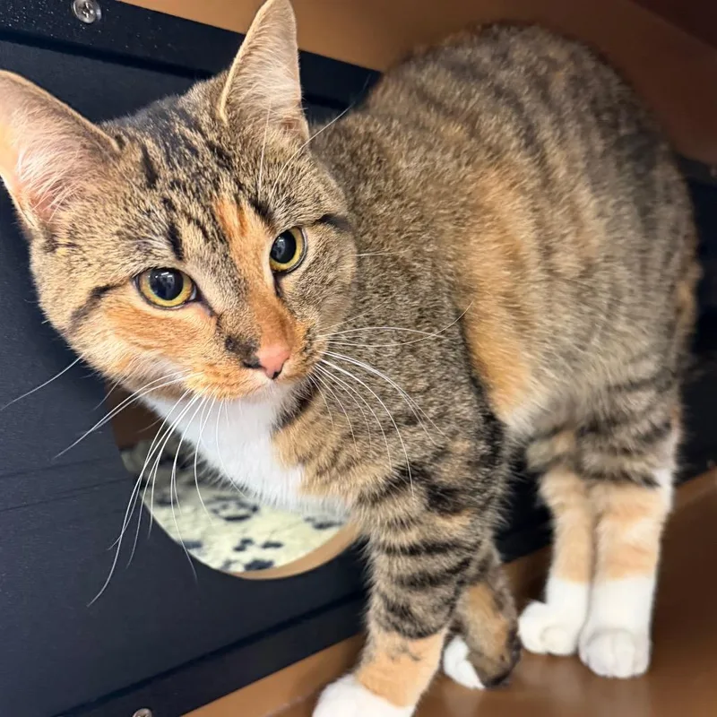 An adult medium-sized female Brown / Chocolate Domestic Short Hair cat named Cardi B for adoption in Middlebury, VT