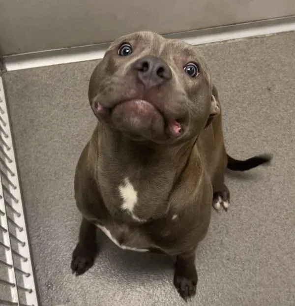 A young medium-sized male Pit Bull Terrier dog named Xander for adoption in Des Moines, IA