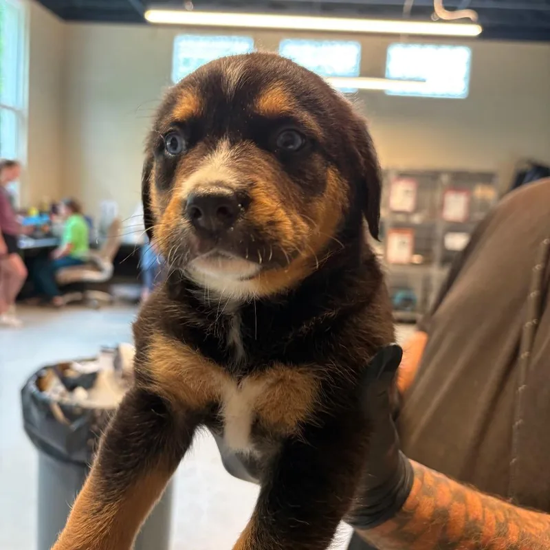 A baby small-sized male Black Rottweiler dog named David for adoption in Kittanning, PA