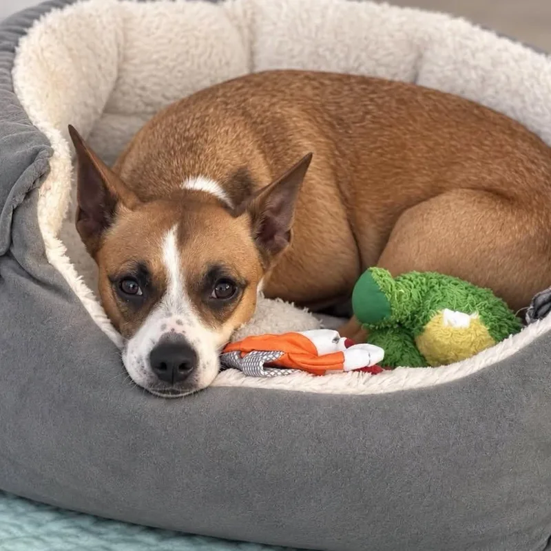 An adult small-sized female Chihuahua dog named Persephone for adoption in Cranston, RI