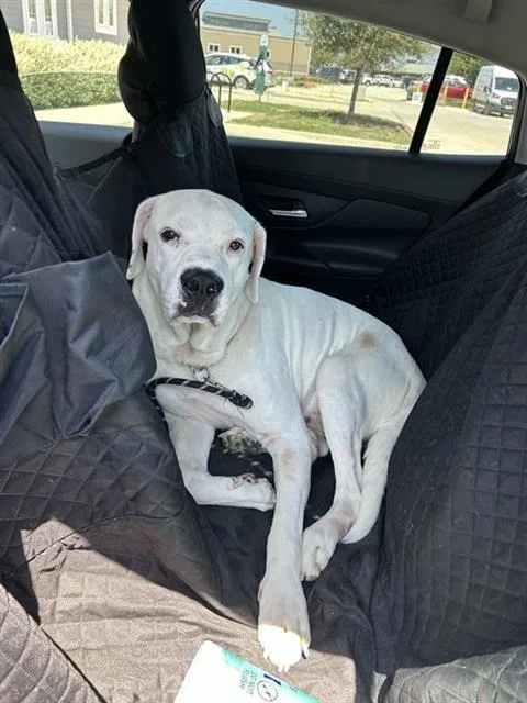 A young extra large-sized male Cane Corso dog named Cane for adoption in San Antonio, TX