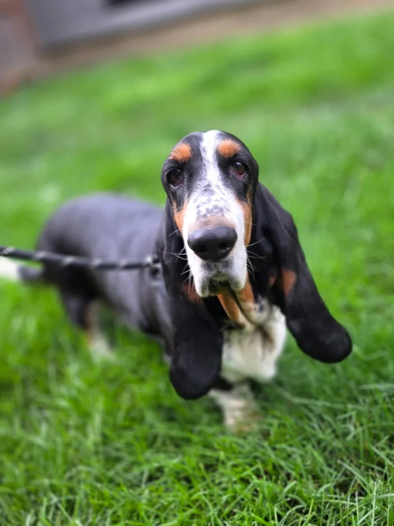 An adult medium-sized female Basset Hound dog named Magnolia for adoption in Brookville, OH