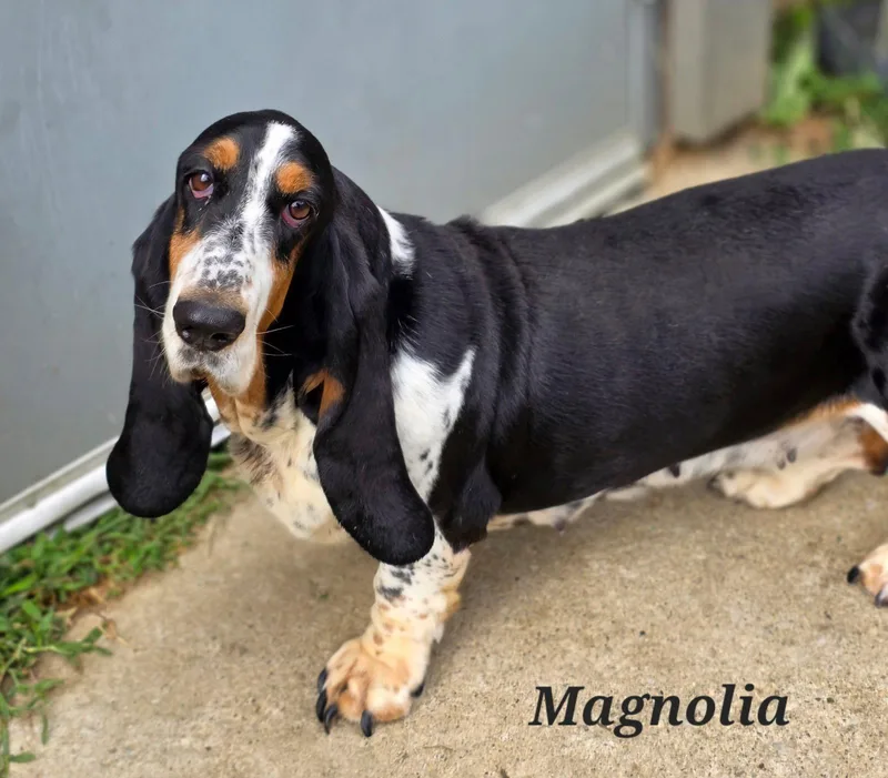 Magnolia thumbnail 3