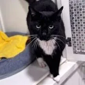 An adult large-sized male Black Domestic Short Hair cat named Cinco for adoption in New York, NY