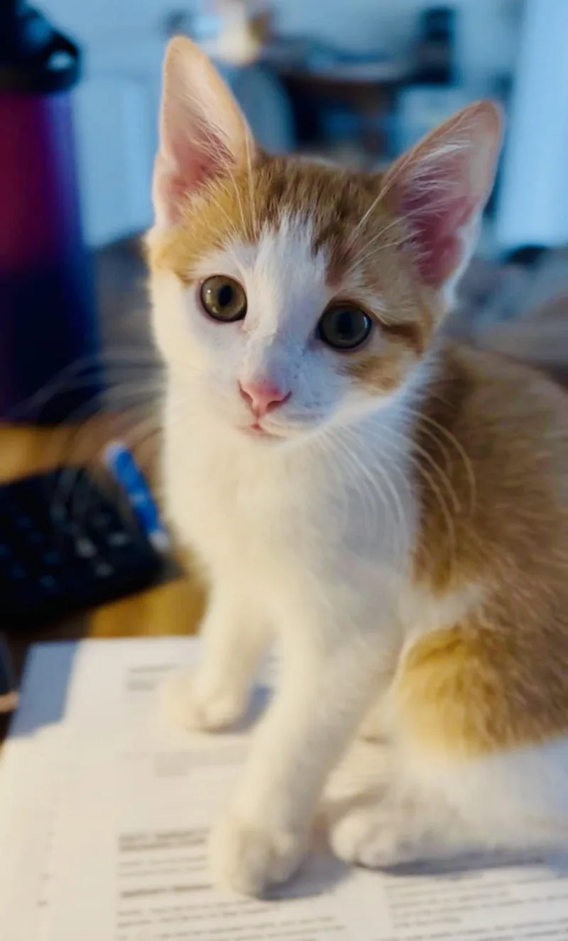 A baby small-sized male Orange & White Domestic Short Hair cat named Tom for adoption in Orlando, FL