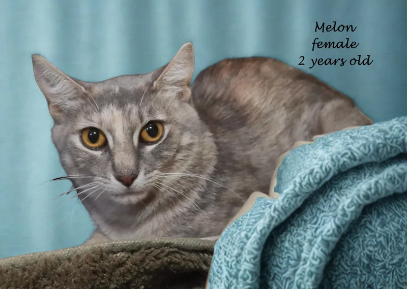 A young medium-sized female Dilute Tortoiseshell cat named Melon for adoption in Euclid, OH