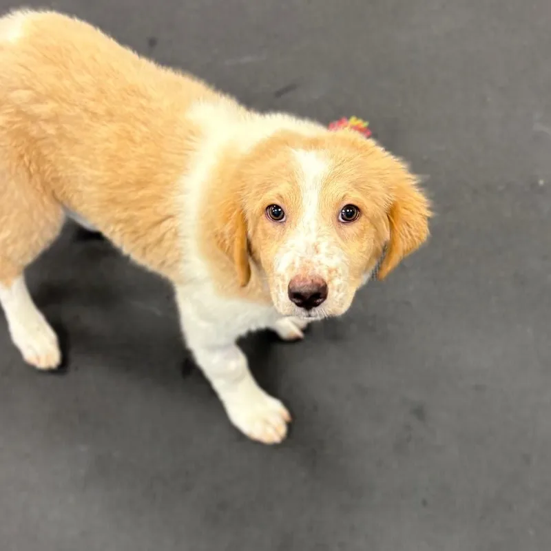 A baby medium-sized female Yellow / Tan / Blond / Fawn Mixed Breed dog named Artemis for adoption in Wantagh, NY