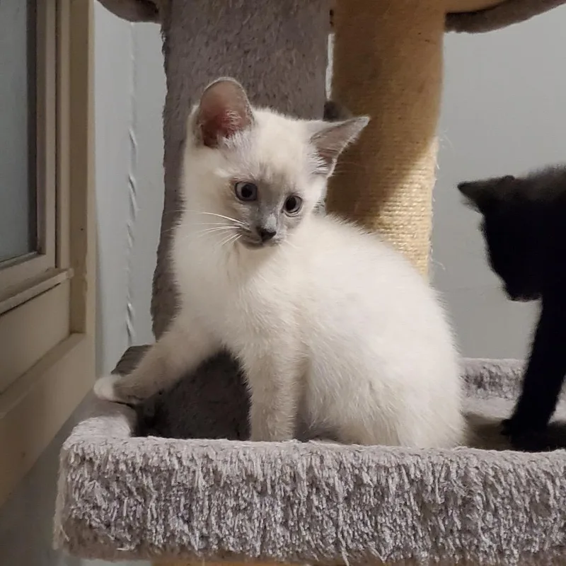 A baby small-sized female White Domestic Short Hair cat named Almond for adoption in Granville, OH