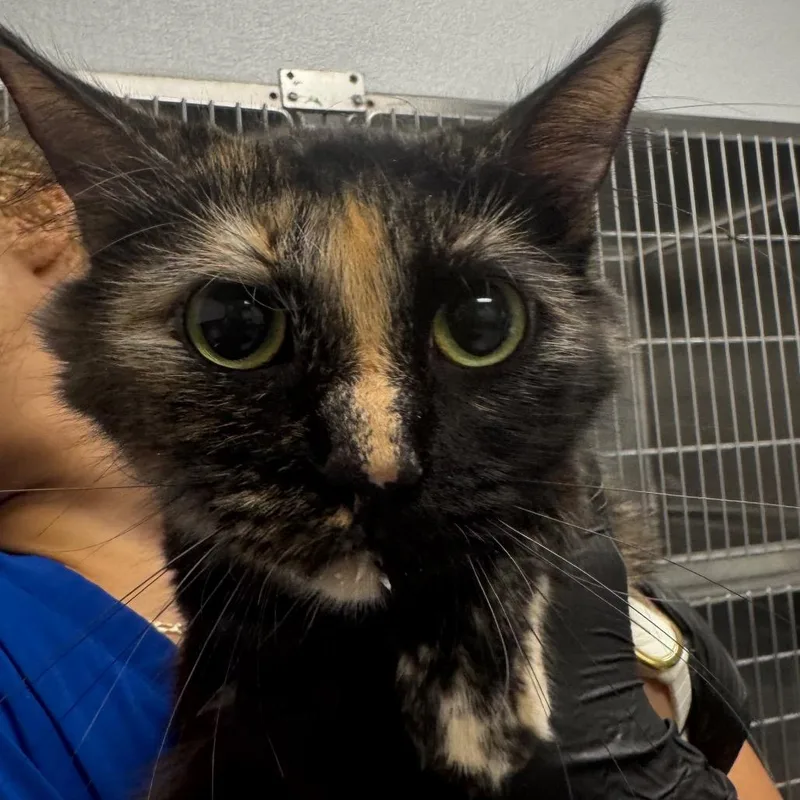 A young medium-sized female Calico Domestic Short Hair cat named Oracle for adoption in Greenville, SC