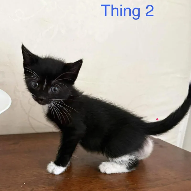 A baby small-sized male Black Domestic Short Hair cat named Thing for adoption in Tampa, FL