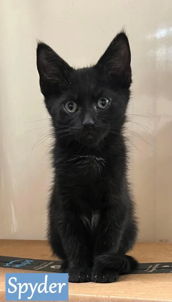 A baby medium-sized male Domestic Short Hair cat named Spyder for adoption in Hoover , AL