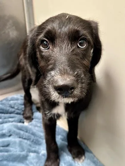 Simon