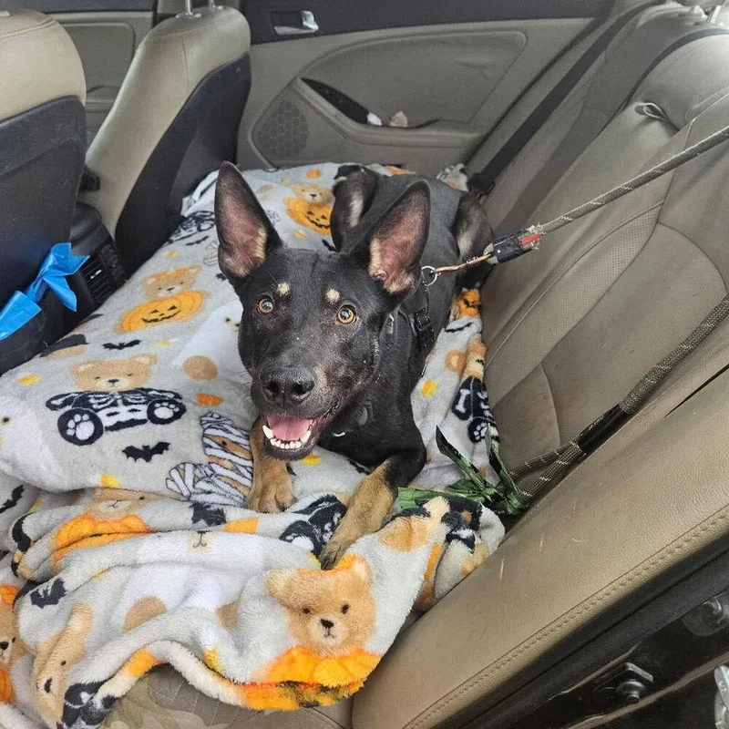 An adult large-sized male Tricolor (Brown, Black, & White) Shepherd dog named Luigi for adoption in Wildomar, CA