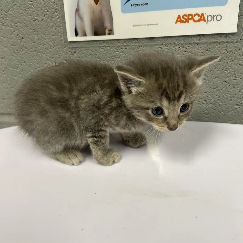 A baby small-sized female Gray / Blue / Silver Domestic Short Hair cat named Lychee for adoption in Allentown, PA