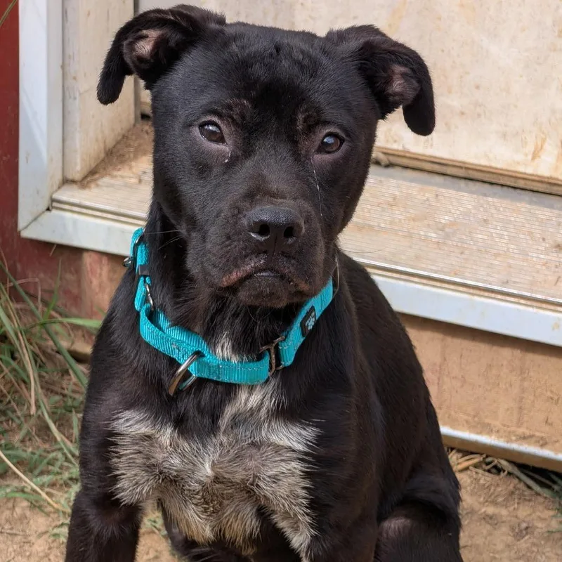 A young medium-sized male Mixed Breed dog named Patch for adoption in Clarksville, TN
