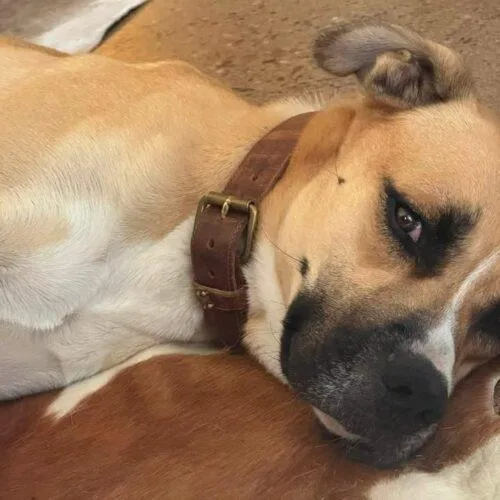 A young large-sized male Yellow / Tan / Blond / Fawn Black Mouth Cur dog named Oliver for adoption in Glendale, AZ
