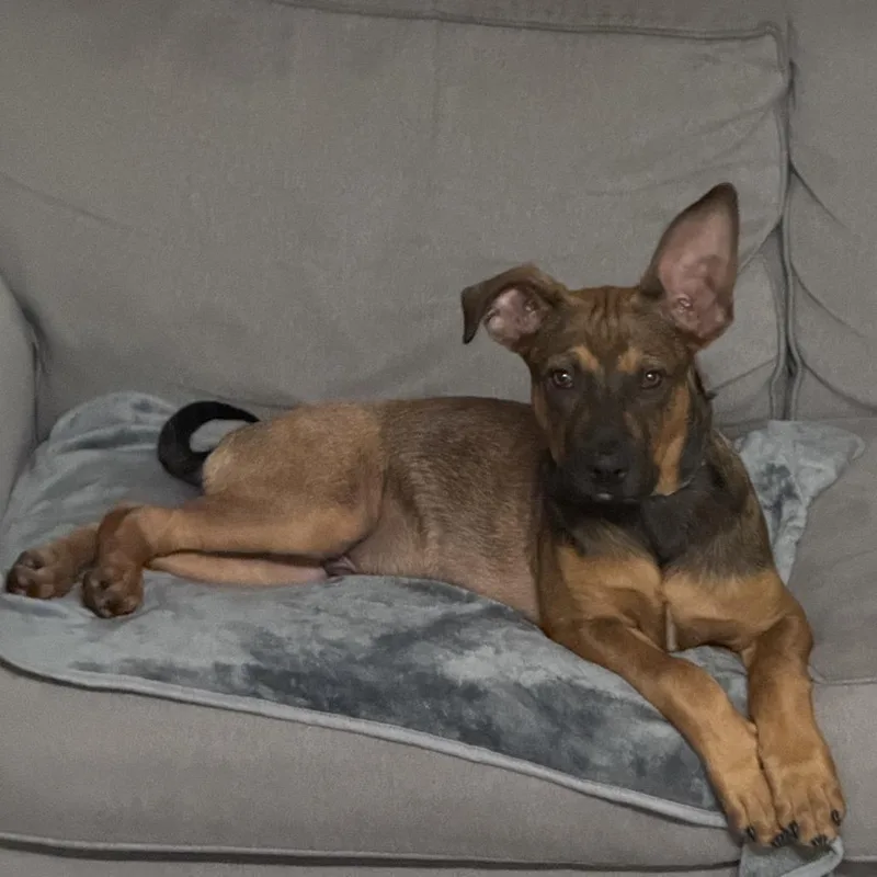 A baby large-sized male Golden German Shepherd Dog dog named Ajax for adoption in San Diego, CA