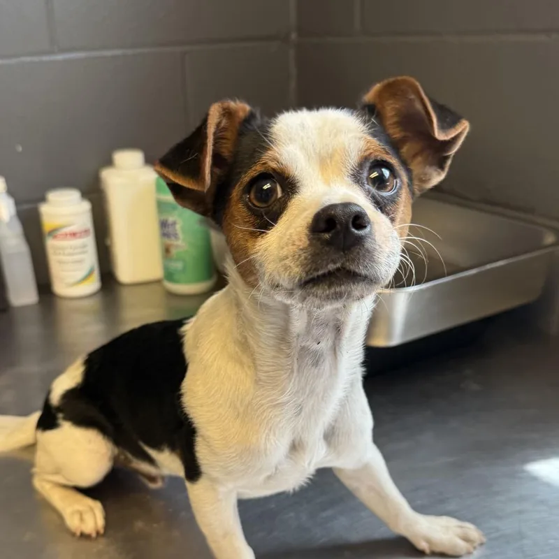 An adult small-sized male White / Cream Chihuahua dog named Lee for adoption in Tuscaloosa, AL