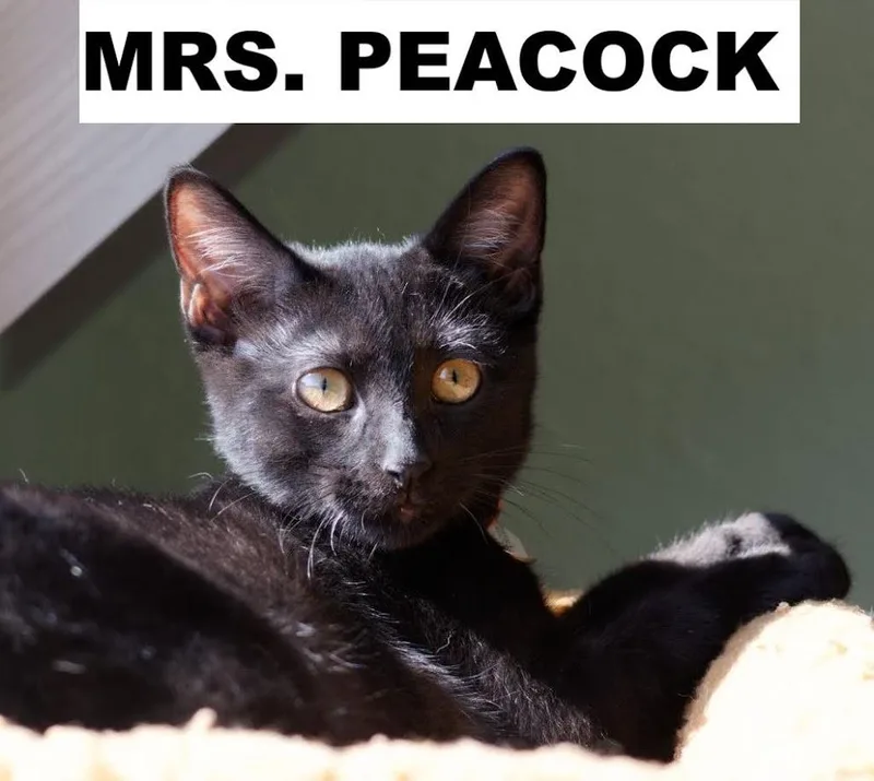 A young medium-sized female Domestic Short Hair cat named Mrs. Peacock for adoption in Zimmerman, MN