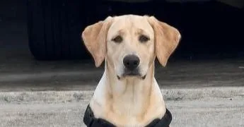 A baby large-sized female Labrador Retriever dog named Shelly for adoption in Mishawaka, IN