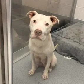 An adult medium-sized female Pit Bull Terrier dog named Piglet for adoption in Indianapolis, IN