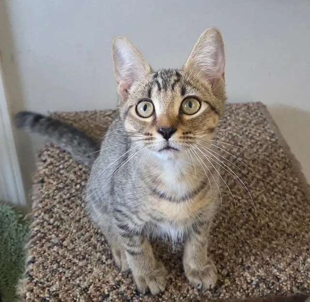 A baby medium-sized male Domestic Short Hair cat named Peppermint Butter for adoption in Lancaster, PA