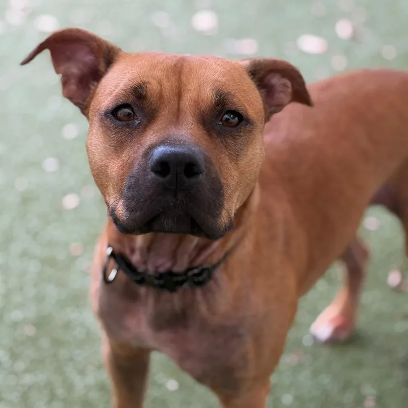 An adult medium-sized female Brown / Chocolate Mixed Breed dog named Nina for adoption in Titusville, FL