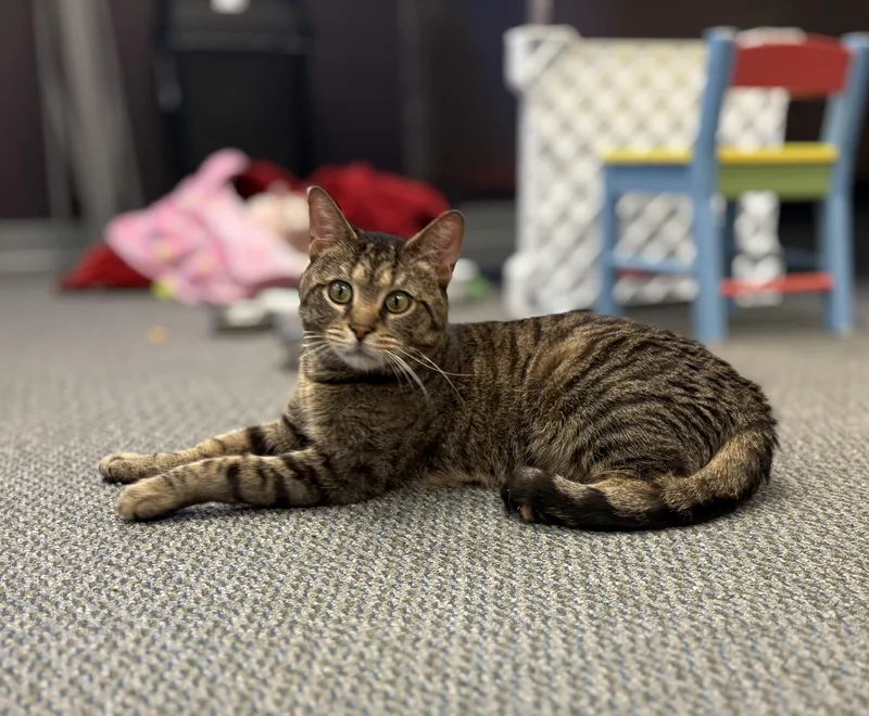 An adult large-sized male Domestic Short Hair cat named Tailspin for adoption in New Baltimore, MI
