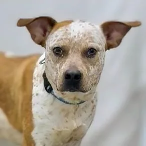 Bindi