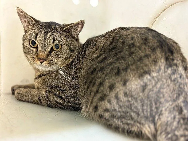 An adult medium-sized male Tabby (Brown / Chocolate) Domestic Short Hair cat named Skeleton for adoption in Fruit Heights, UT
