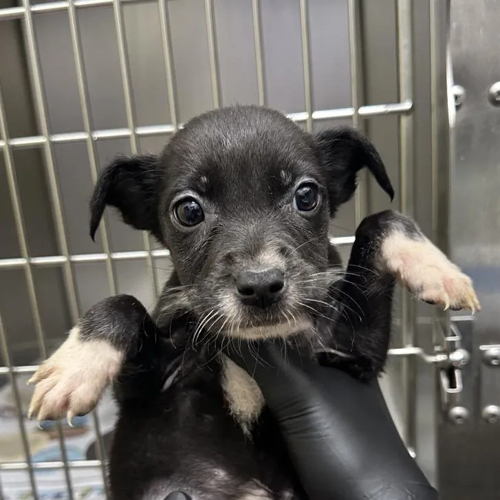 A baby small-sized male Black Terrier dog named Celsius for adoption in Corpus Christi, TX