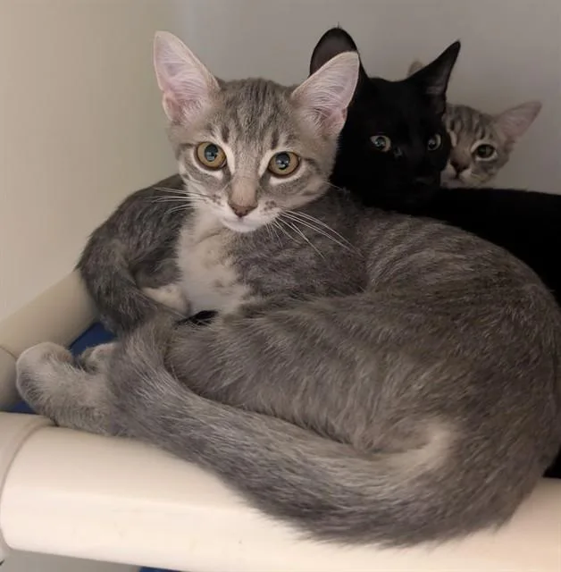 A baby small-sized female Domestic Short Hair cat named Zara for adoption in Salinas, CA