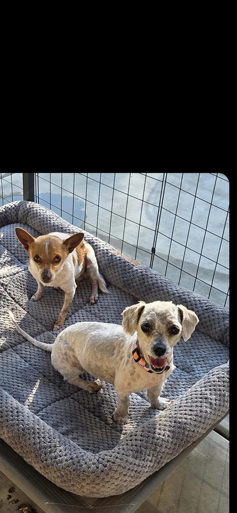 Lulu Aka Lucy thumbnail 5