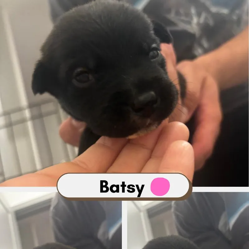 Batsy