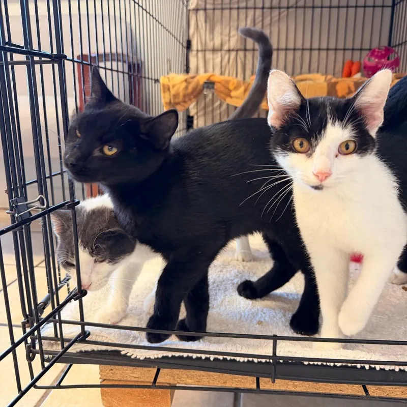 A young small-sized female White Domestic Short Hair cat named Sunny for adoption in Chippewa Falls, WI