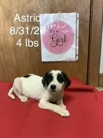 A baby small-sized female Great Pyrenees dog named Astrid for adoption in Welling, OK