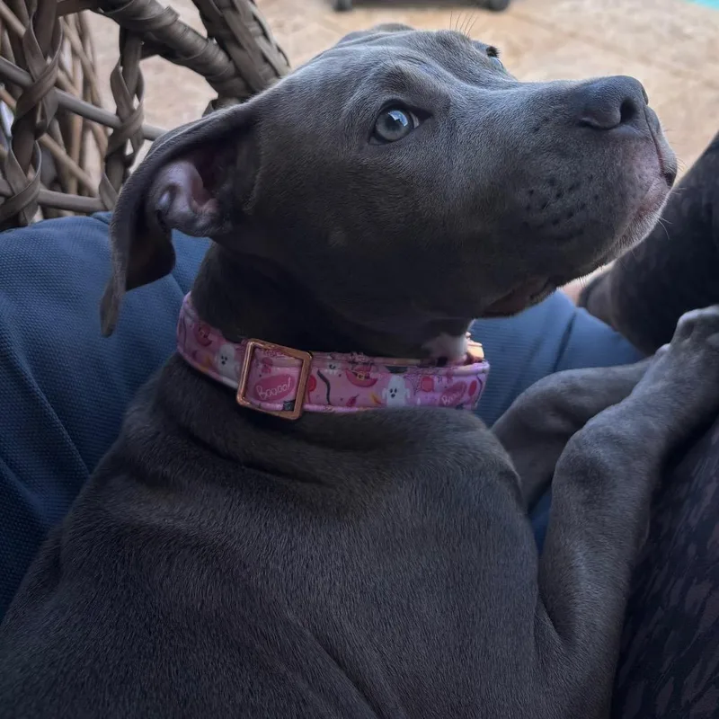 Coco Aka Gracie thumbnail 2