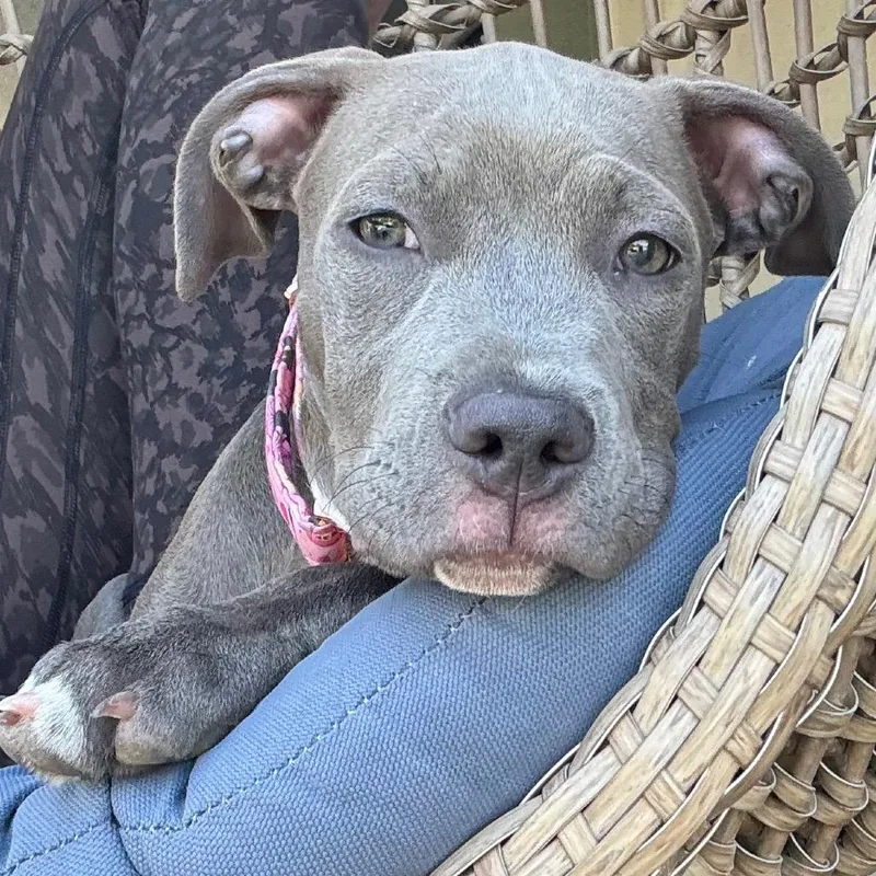 Coco Aka Gracie thumbnail 3