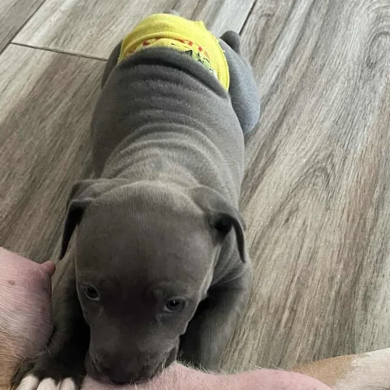 Coco Aka Gracie thumbnail 4