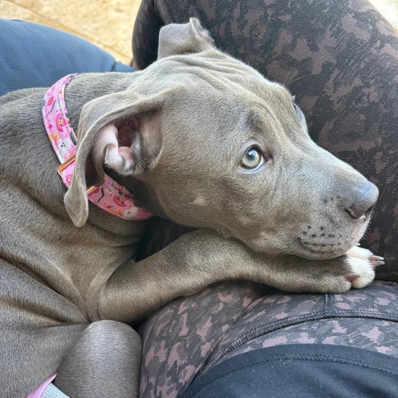 Coco Aka Gracie thumbnail 5