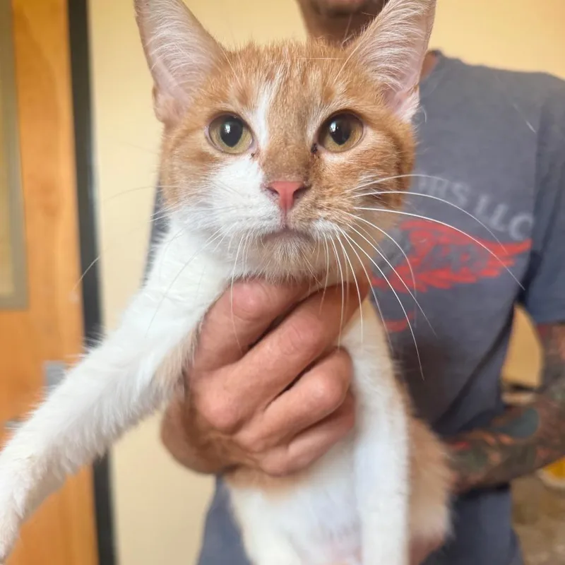 A young small-sized male Orange / Red Domestic Short Hair cat named Peter for adoption in Corinth, MS