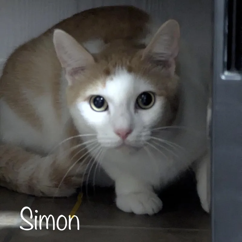 An adult small-sized male Orange / Red Domestic Short Hair cat named Simon for adoption in TITUSVILLE, FL