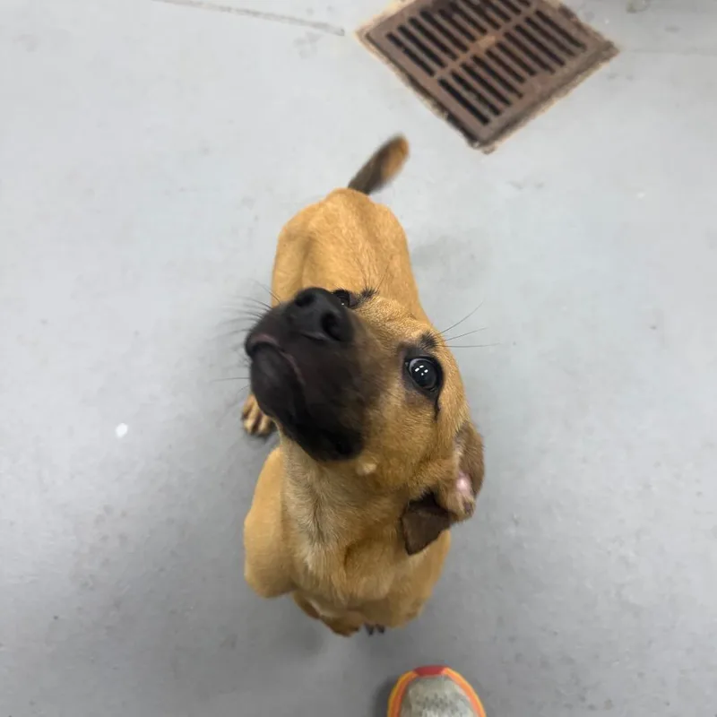 A baby small-sized female Brown / Chocolate Mixed Breed dog named Straypeabodyavenue for adoption in Columbus, GA