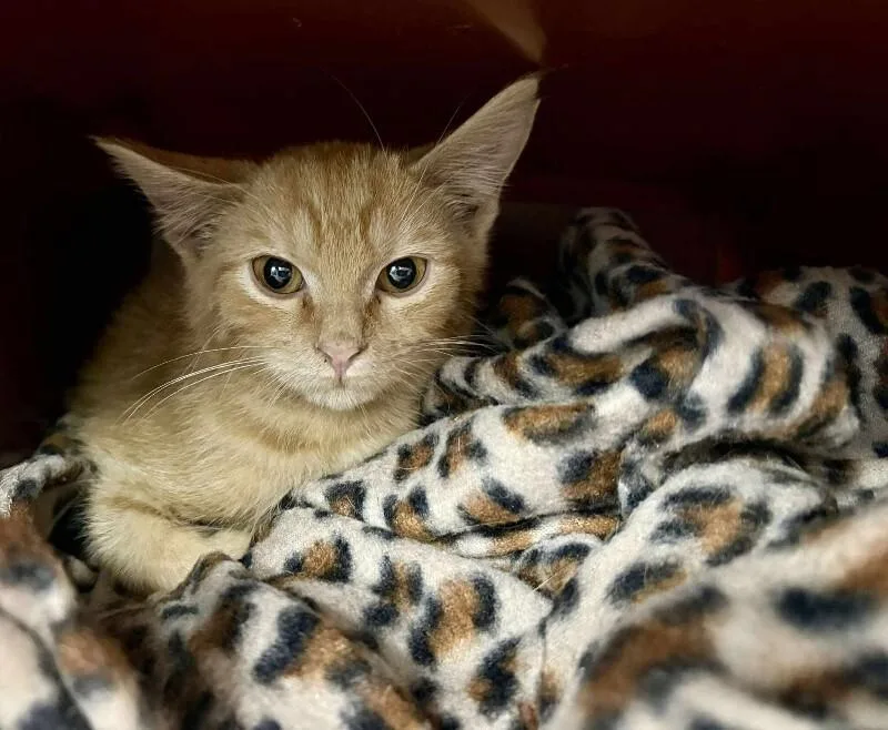 An adult medium-sized male Orange / Red Domestic Short Hair cat named Ziggy for adoption in MOUNT AIRY, NC