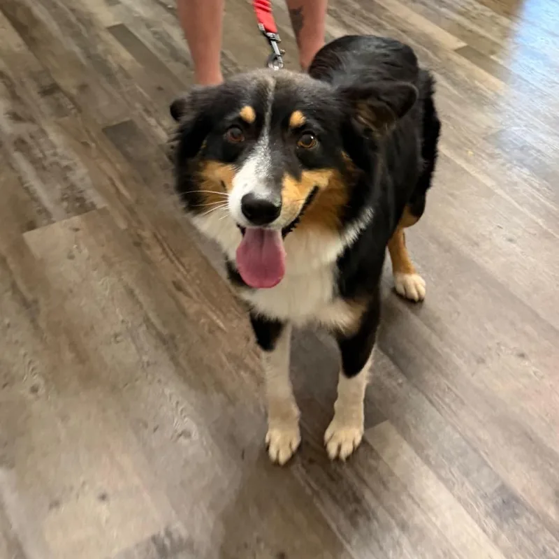 An adult medium-sized male Black Australian Shepherd dog named River Blue for adoption in Sequatchie, TN